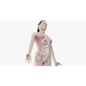 3D model Full Female Anatomy